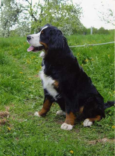 Madlen Gven Blaid