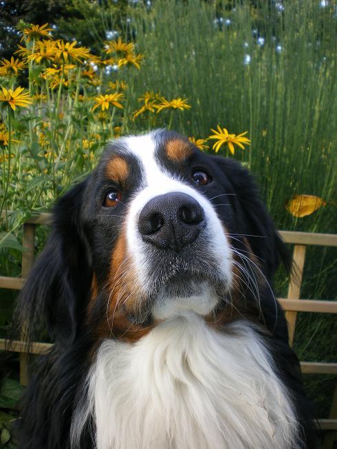  Piet